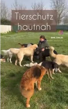 Savina Traumasensible Ausbildung Soul and Science Academy Tierschutz hautnah